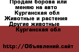 Продам борова или меняю на авто - Курганская обл. Животные и растения » Другие животные   . Курганская обл.
